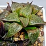 Haworthia Seedling S071 - 8