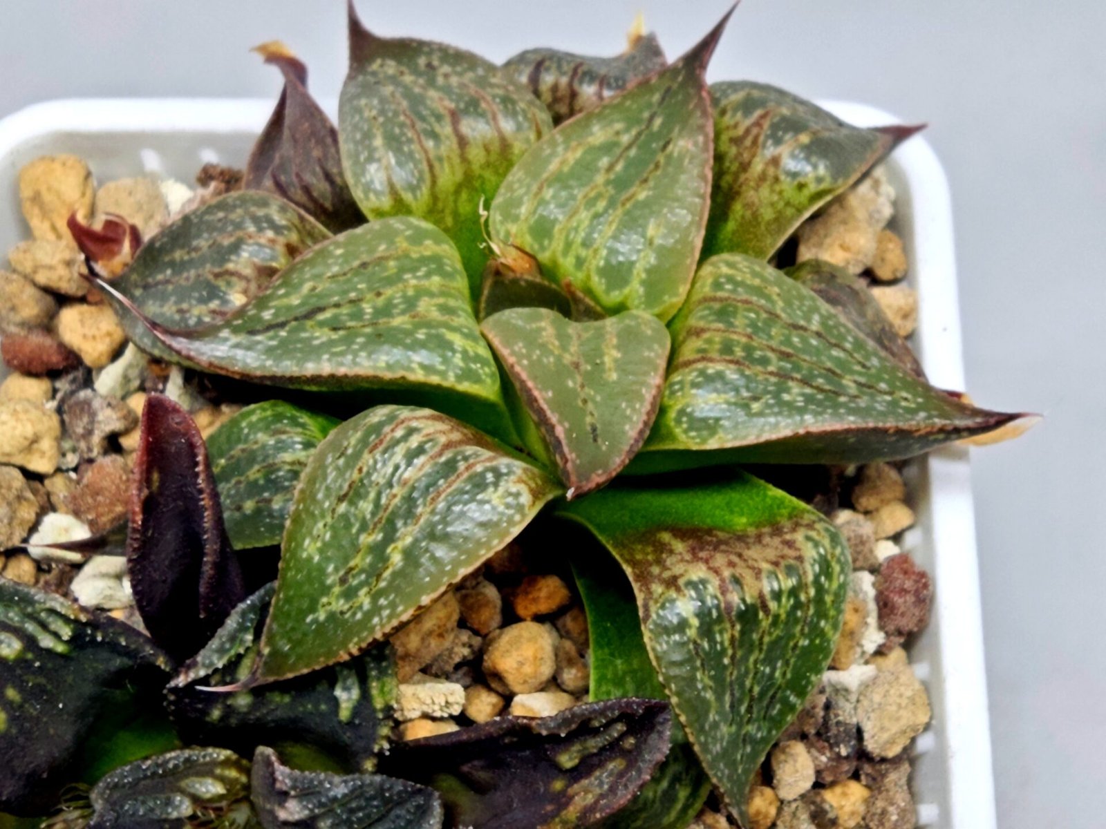Haworthia Seedling S071 - 8