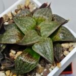 Haworthia Seedling S071 - 9