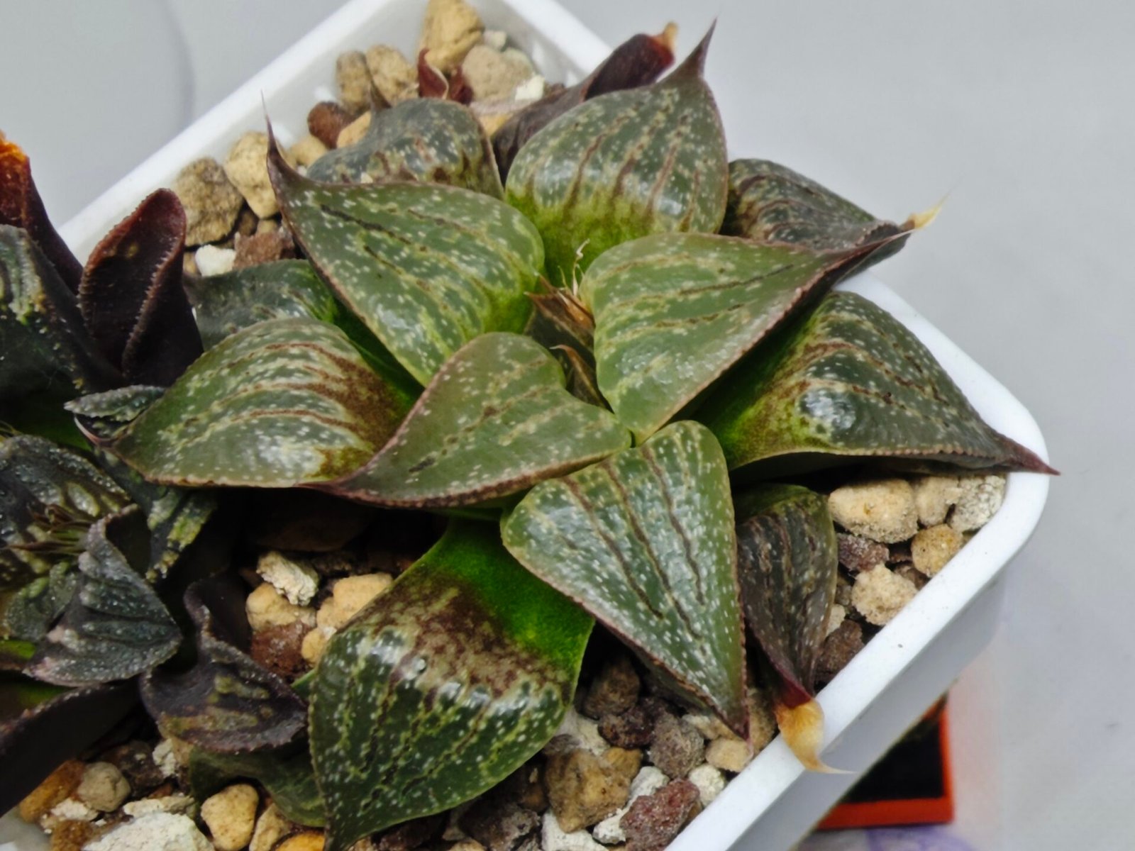 Haworthia Seedling S071 - 9