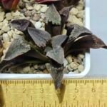 Haworthia Seedling S075 - 1