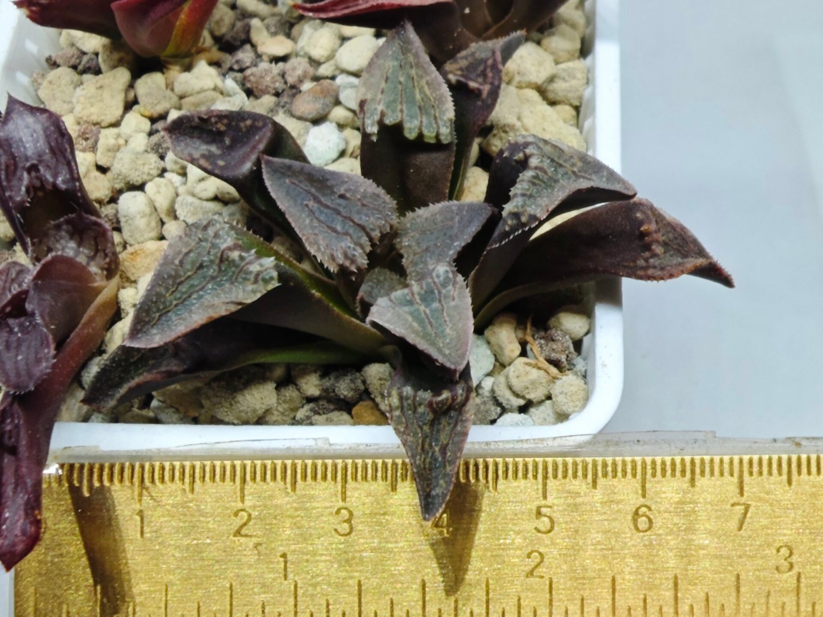 Haworthia Seedling S075 - 1