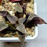 Haworthia Seedling S075 - 2