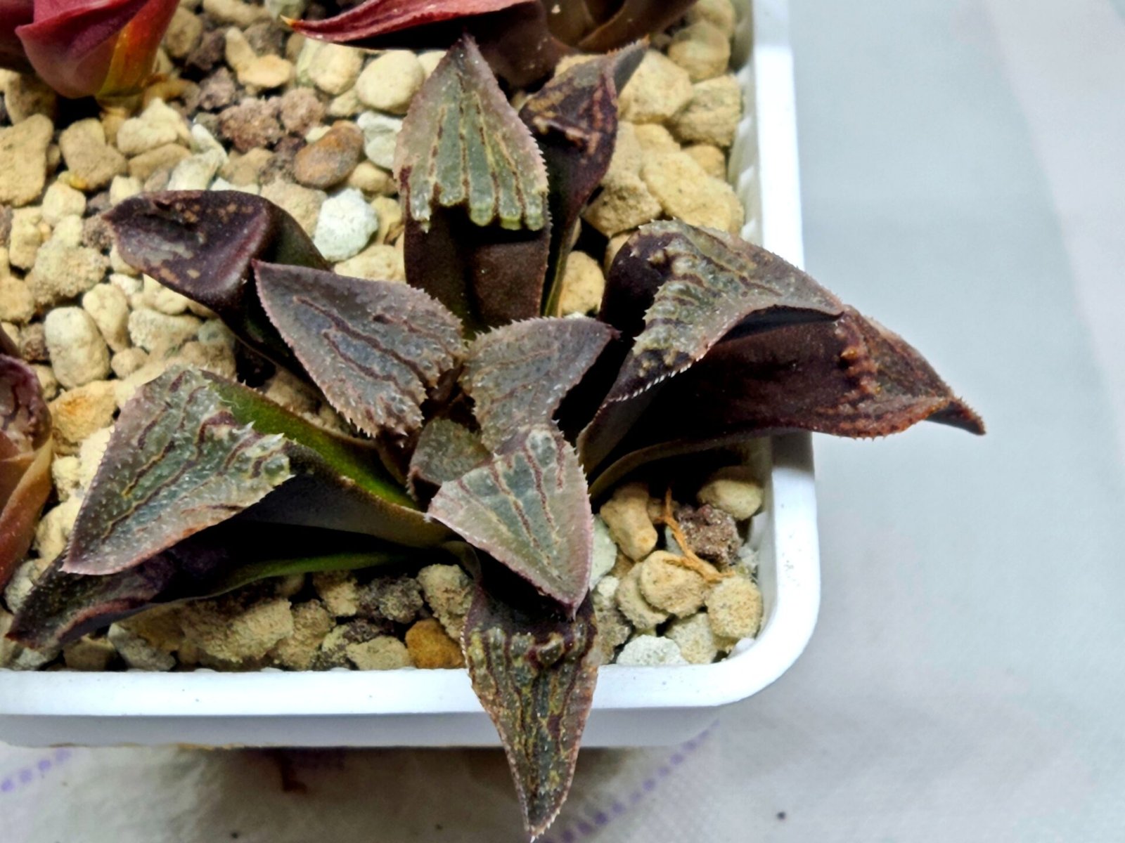 Haworthia Seedling S075 - 2
