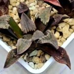 Haworthia Seedling S075 - 3