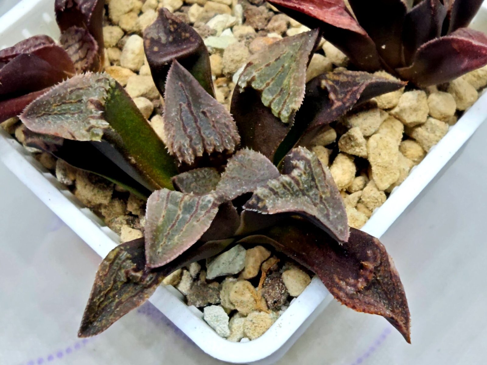 Haworthia Seedling S075 - 3