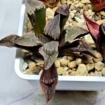 Haworthia Seedling S075 - 4