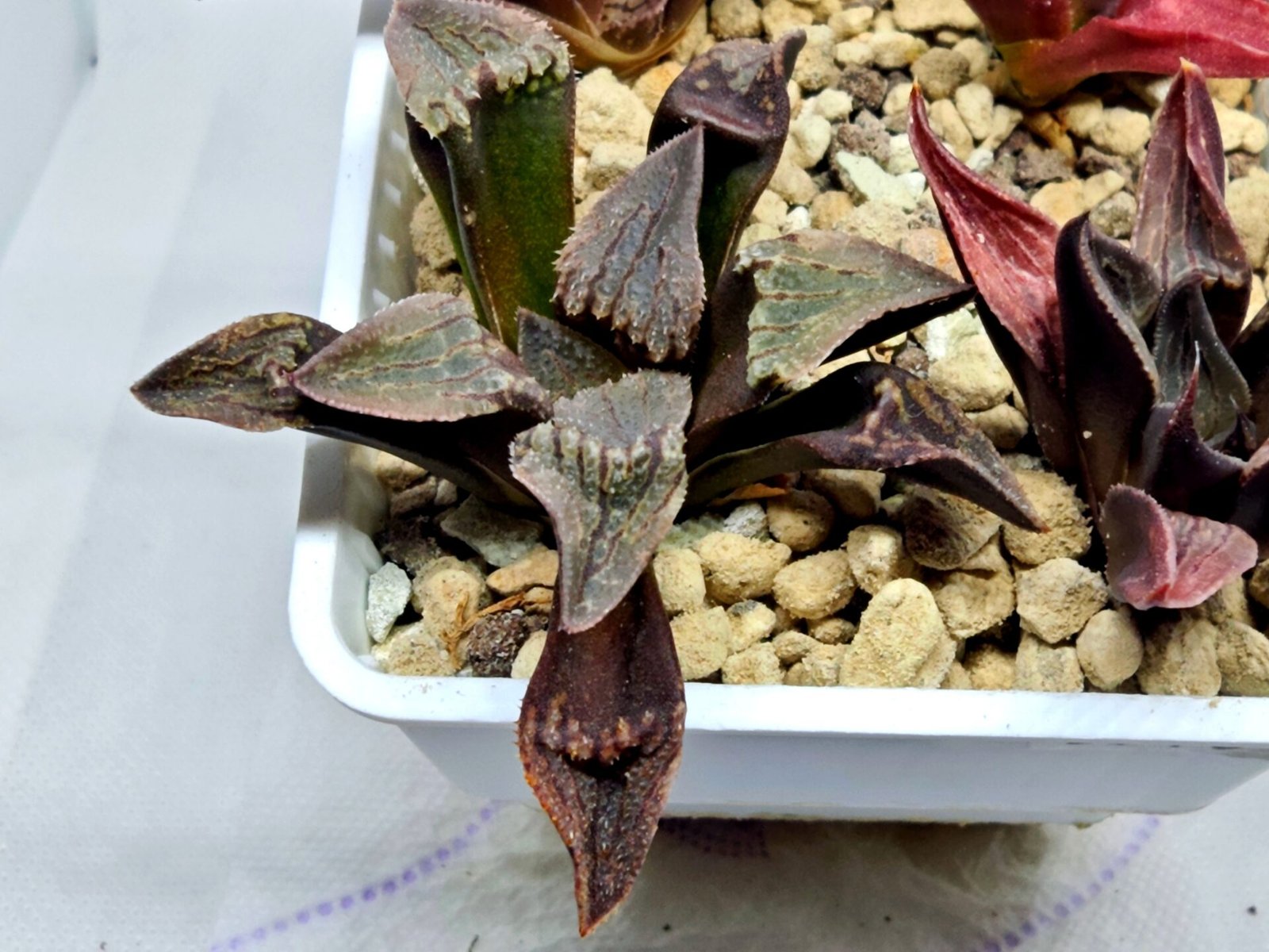 Haworthia Seedling S075 - 4