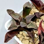 Haworthia Seedling S075 - 5