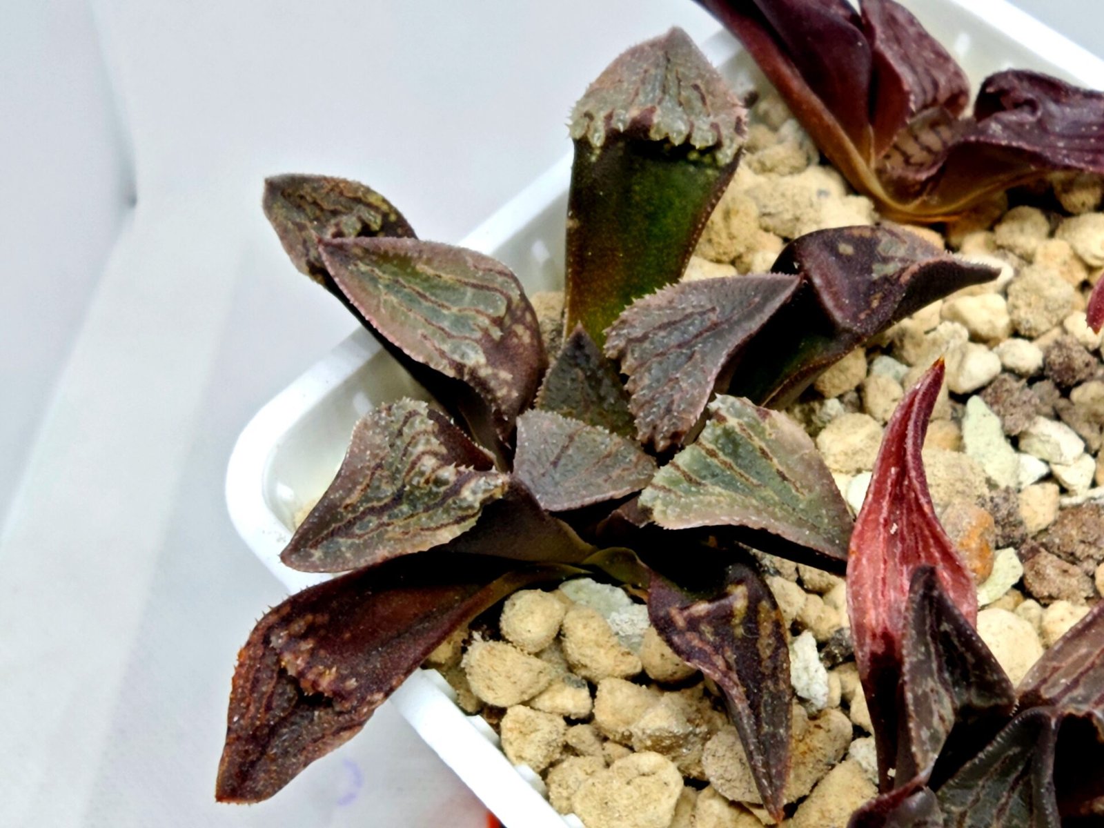 Haworthia Seedling S075 - 5