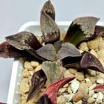 Haworthia Seedling S075 - 6