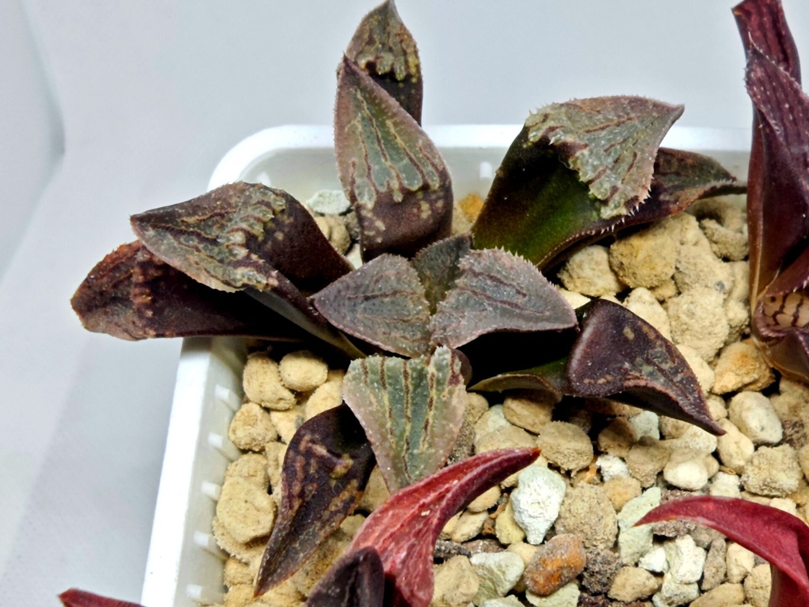 Haworthia Seedling S075 - 6