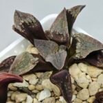 Haworthia Seedling S075 - 7