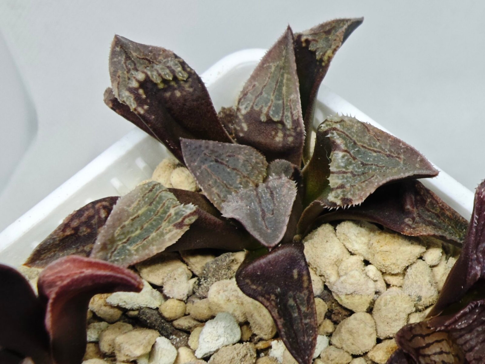 Haworthia Seedling S075 - 7