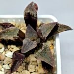 Haworthia Seedling S075 - 8