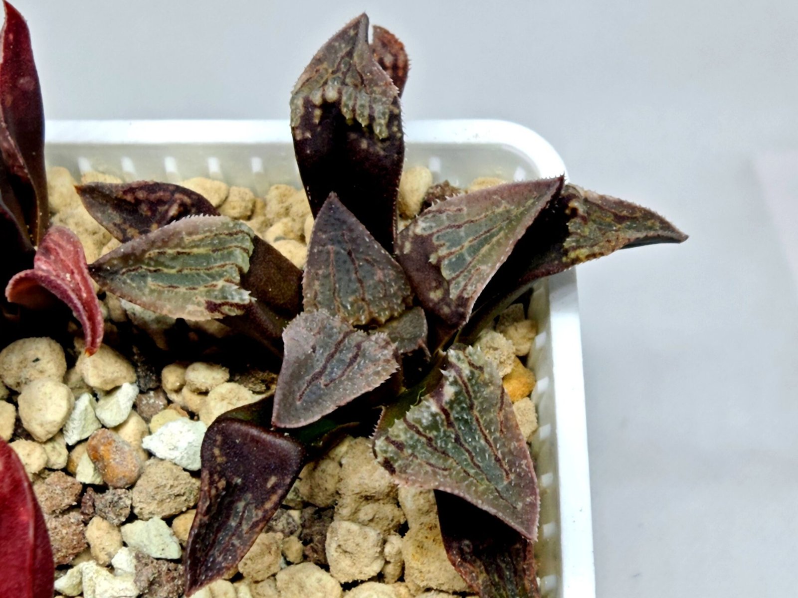 Haworthia Seedling S075 - 8