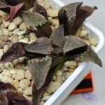 Haworthia Seedling S075 - 9