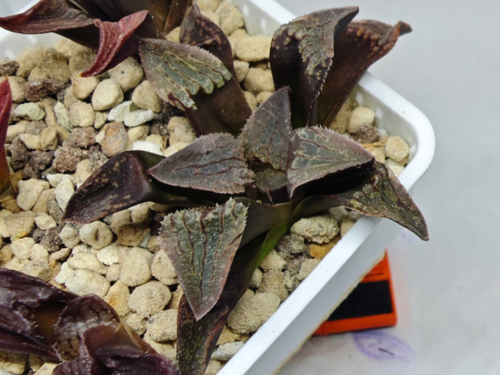 Haworthia Seedling S075 - 9