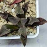 Haworthia Seedling S075 - 10