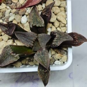 Haworthia Seedling S075 - 10