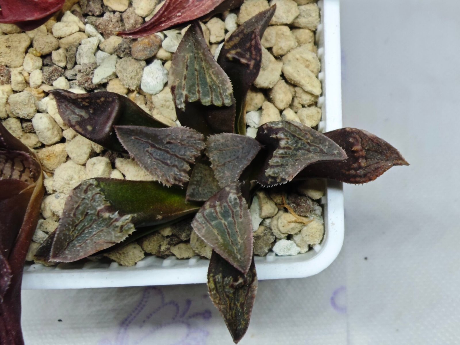 Haworthia Seedling S075 - 10