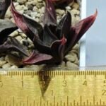 Haworthia Seedling S076 - 1