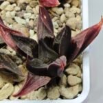 Haworthia Seedling S076 - 2