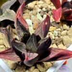 Haworthia Seedling S076 - 3