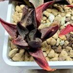 Haworthia Seedling S076 - 4