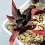 Haworthia Seedling S076 - 5