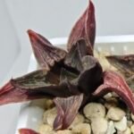 Haworthia Seedling S076 - 6