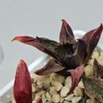 Haworthia Seedling S076 - 7