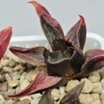 Haworthia Seedling S076 - 8
