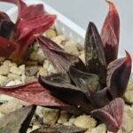 Haworthia Seedling S076 - 9