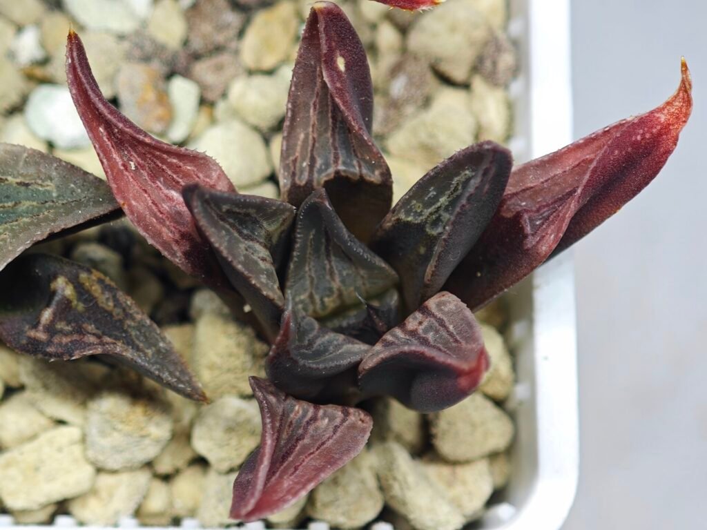 Haworthia Seedling S076 - 10