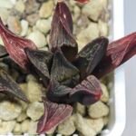 Haworthia Seedling S076 - 10