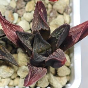 Haworthia Seedling S076 - 10