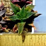 Haworthia Seedling Badia Emelyae Major S079 - 1
