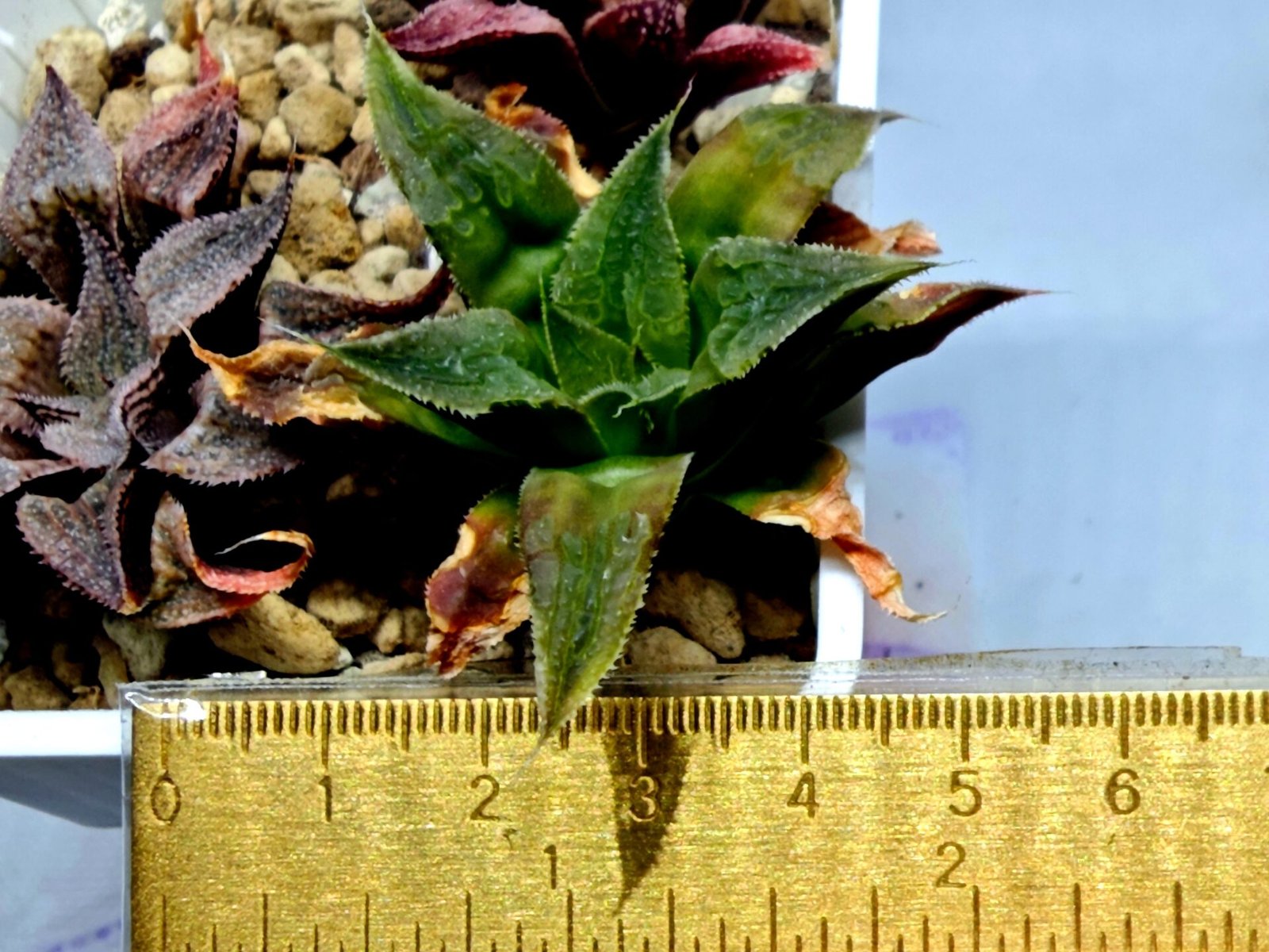 Haworthia Seedling Badia Emelyae Major S079 - 1