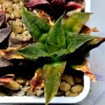 Haworthia Seedling Badia Emelyae Major S079 - 2