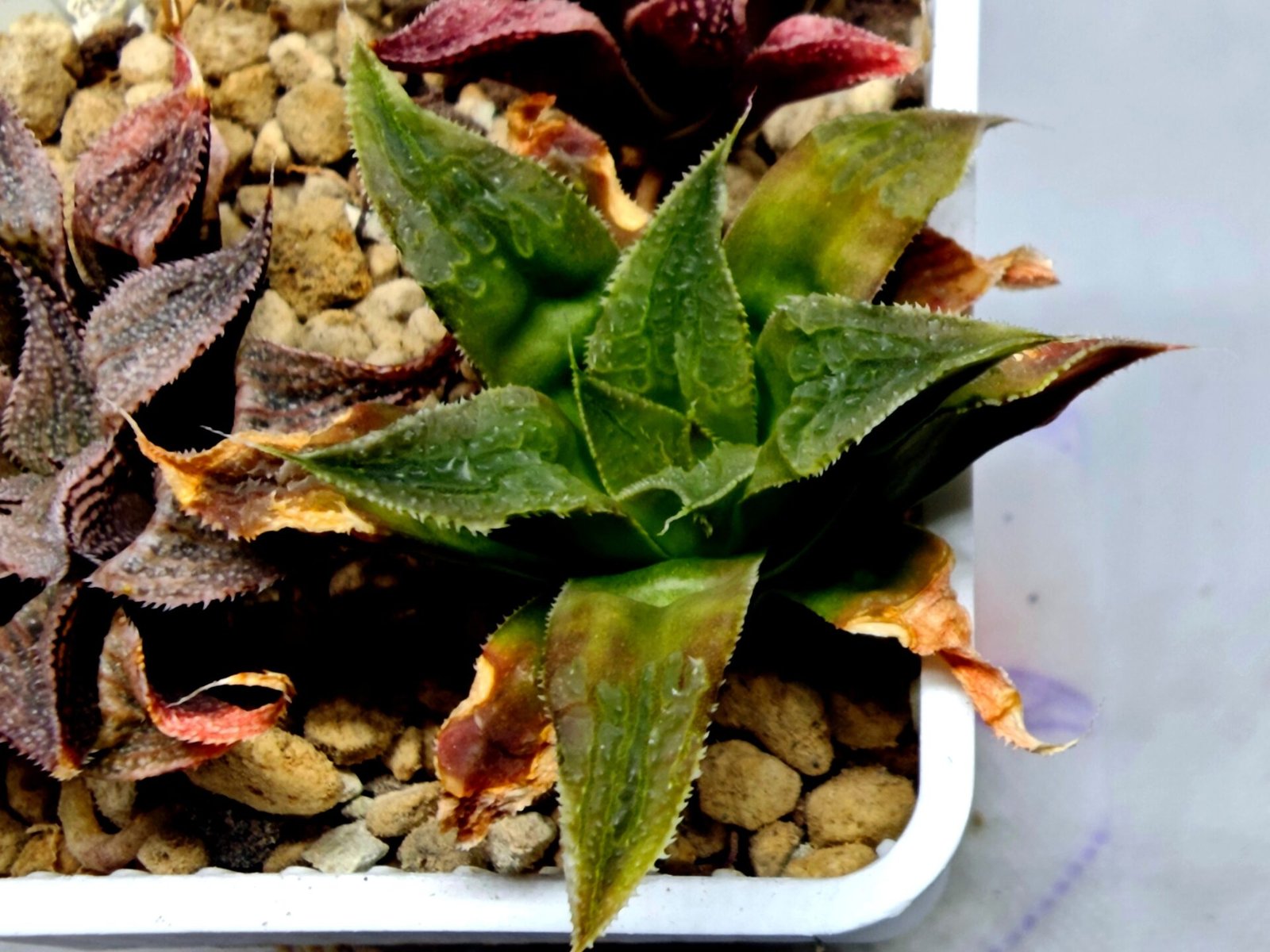 Haworthia Seedling Badia Emelyae Major S079 - 2