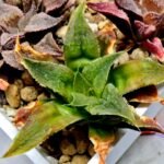 Haworthia Seedling Badia Emelyae Major S079 - 3