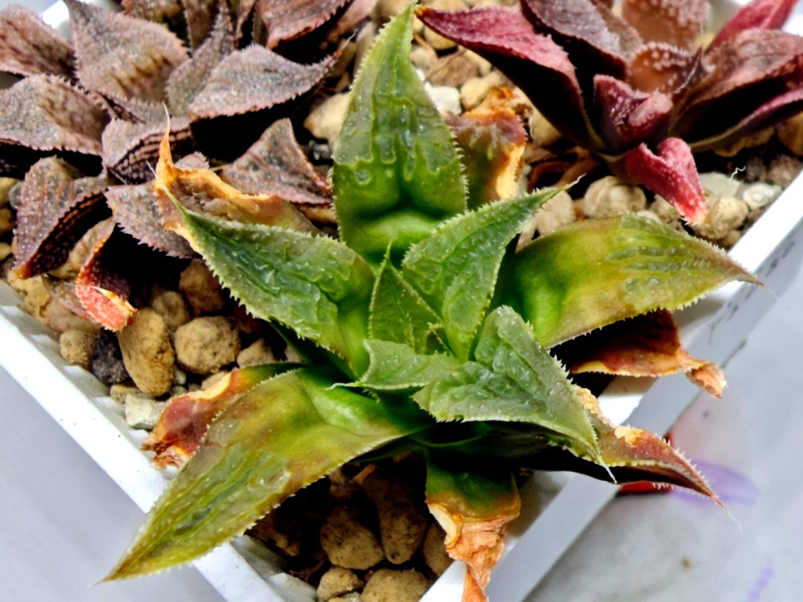 Haworthia Seedling Badia Emelyae Major S079 - 3