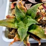 Haworthia Seedling Badia Emelyae Major S079 - 4