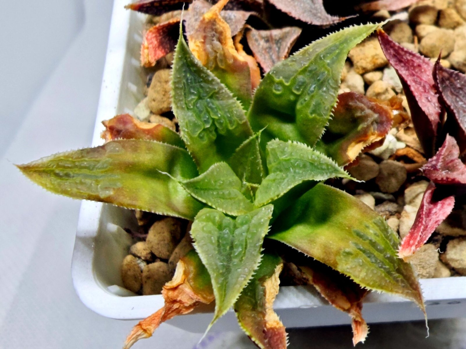 Haworthia Seedling Badia Emelyae Major S079 - 4
