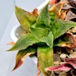 Haworthia Seedling Badia Emelyae Major S079 - 5