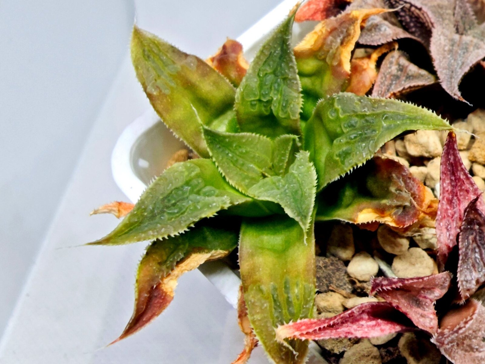 Haworthia Seedling Badia Emelyae Major S079 - 5