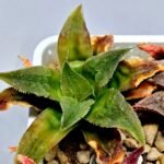 Haworthia Seedling Badia Emelyae Major S079 - 6