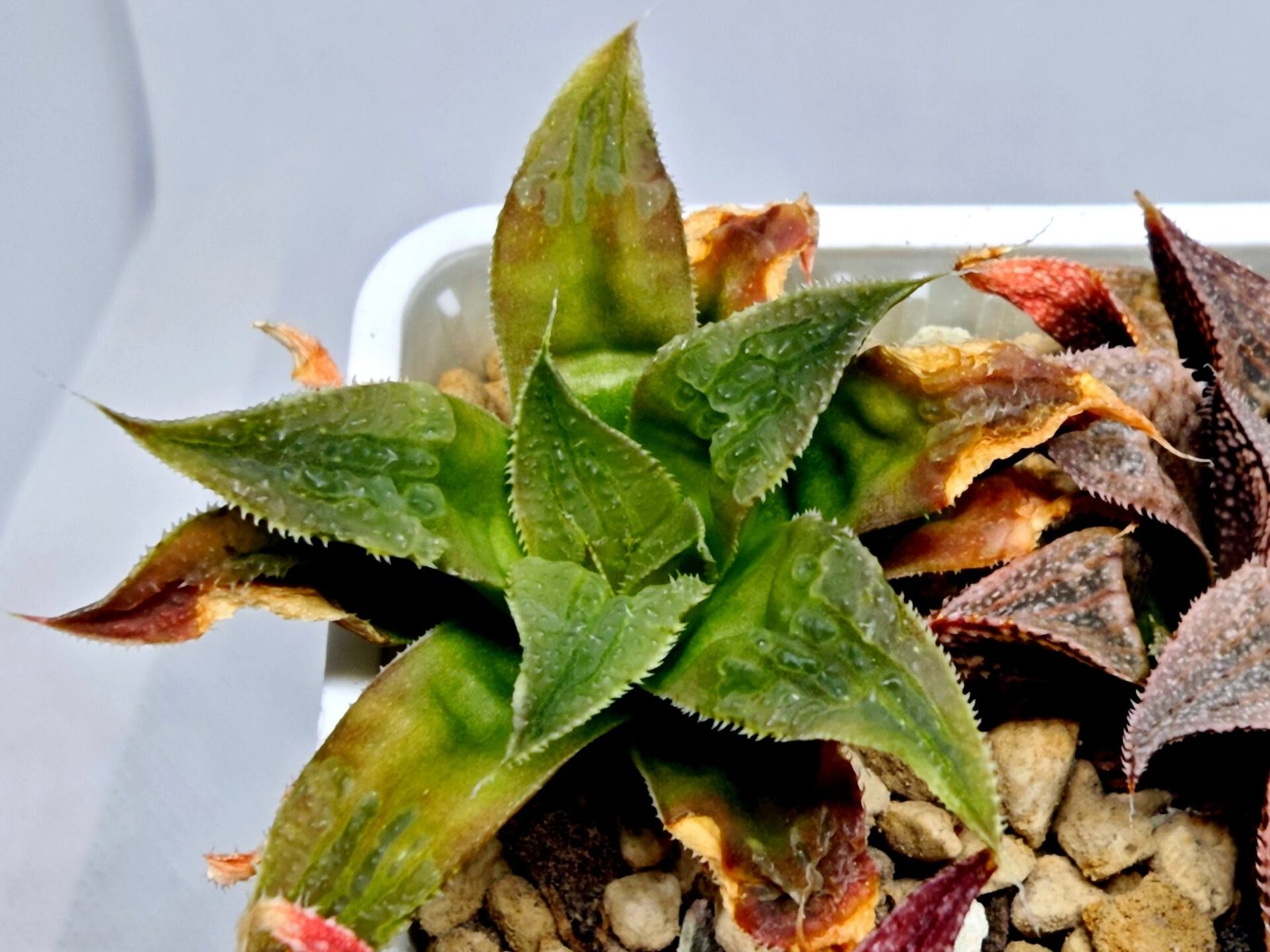 Haworthia Seedling Badia Emelyae Major S079 - 6