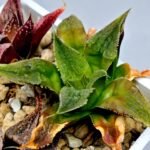 Haworthia Seedling Badia Emelyae Major S079 - 7